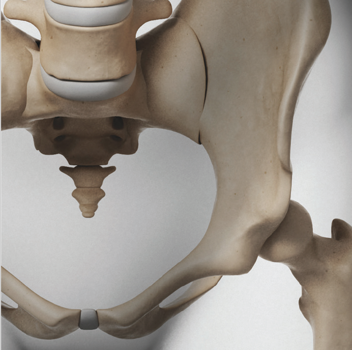 A close up of the pelvic bone in a person